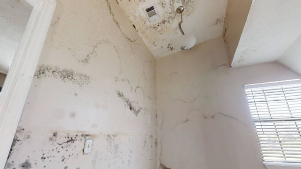 Best Emergency Mold Remediation  in Tladega, AL