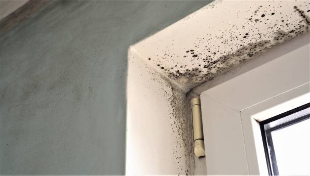 Environmental Consulting for Mold Prevention in Talladega, AL