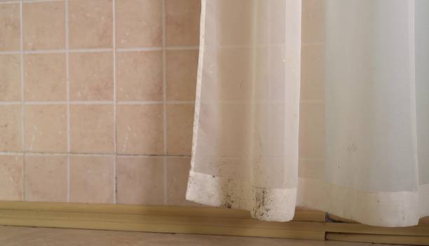 Best Basement Mold Removal  in Tladega, AL