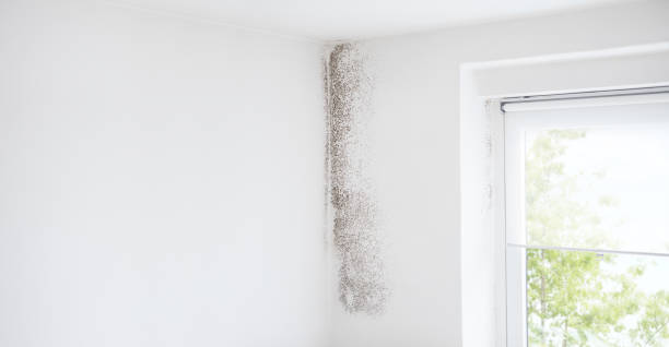 Best Commercial Mold Inspection  in Tladega, AL