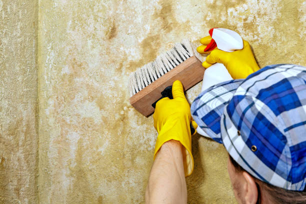 Best Forensic Mold Investigation  in Tladega, AL