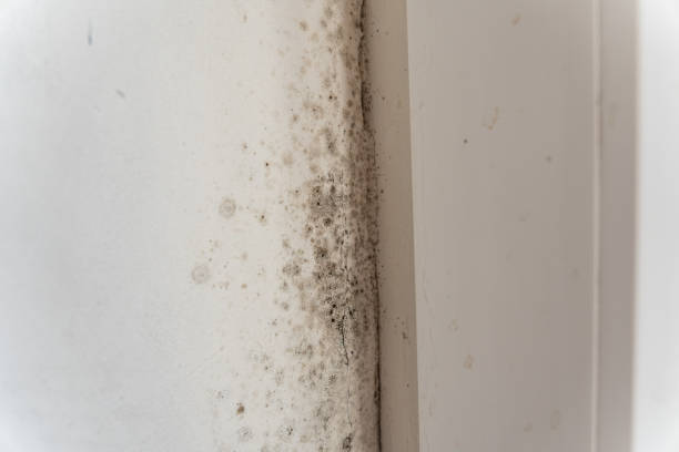 Trusted Talladega, AL Mold Removal Experts